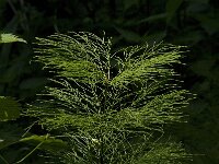 Equisetum sylvaticum 15, Bospaardenstaart, Saxifraga-Jan van der Straaten