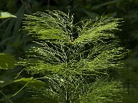 Equisetum sylvaticum 16, Bospaardenstaart, Saxifraga-Jan van der Straaten