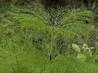 Equisetum sylvaticum 17, Bospaardenstaart, Saxifraga-Jan van der Straaten