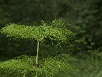 Equisetum sylvaticum 18, Bospaardenstaart, Saxifraga-Jan van der Straaten