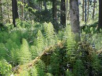 Equisetum sylvaticum 2, Bospaardenstaart, Saxifraga-Dirk Hilbers