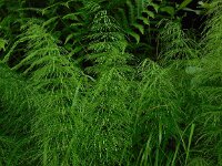 Equisetum sylvaticum 23, Bospaardenstaart, Saxifraga-Ed Stikvoort