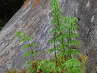 Equisetum sylvaticum 24, Bospaardenstaart, Saxifraga-Ed Stikvoort