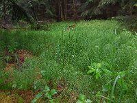 Equisetum sylvaticum 25, Bospaardenstaart, Saxifraga-Ed Stikvoort