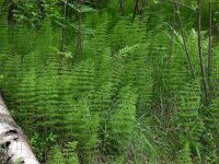 Equisetum sylvaticum 26, Bospaardenstaart, Saxifraga-Ed Stikvoort