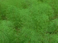 Equisetum sylvaticum 27, Bospaardenstaart, Saxifraga-Ed Stikvoort