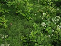 Equisetum sylvaticum 31, Bospaardenstaart, Saxifraga-Hans Boll