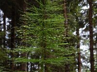 Equisetum sylvaticum 39, Bospaardenstaart, Saxifraga-Ed Stikvoort