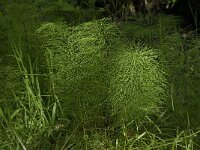 Equisetum sylvaticum 5, Bospaardenstaart, Saxifraga-Jan van der Straaten