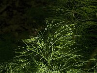 Equisetum sylvaticum 6, Bospaardenstaart, Saxifraga-Jan van der Straaten