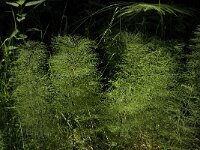Equisetum sylvaticum 9, Bospaardenstaart, Saxifraga-Jan van der Straaten