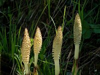 Equisetum telmateia, Great Horsetail