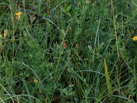 Equisetum variegatum 6, Bonte paardenstaart, Saxifraga-Hans Boll