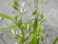 Eragrostis cilianensis 2, Saxifraga-Rutger Barendse