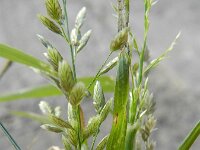 Eragrostis cilianensis 2, Stinkend liefdegras, Saxifraga-Rutger Barendse
