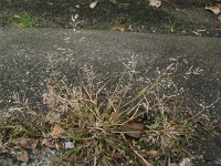 Eragrostis minor 2, Klein liefdegras, Saxifraga-Rutger Barendse