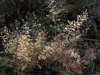 Eragrostis minor 3, Klein liefdegras, Saxifraga-Rutger Barendse