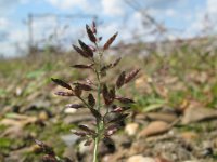 Eragrostis minor 1, Klein liefdegras, Saxifraga-Rutger Barendse