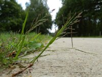 Eragrostis multicaulis