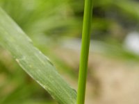Eragrostis parviflora 3, Saxifraga-Rutger Barendse