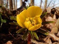 Eranthis cilicica