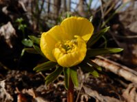 Eranthis cilicica 6, Fijngekraagde winterakoniet, Saxifraga-Ed Stikvoort : Galanthus alpinus Den Haag Eranthis cilicica Eiland Brienenoord