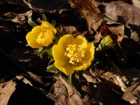 Eranthis cilicica 7, Fijngekraagde winterakoniet, Saxifraga-Ed Stikvoort : Eranthis cilicica Eiland van Brienenoord