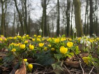 Eranthis hyemalis 30, Winterakoniet, Saxifraga-Jan Nijendijk