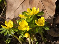 Eranthis hyemalis 31, Winterakoniet, Saxifraga-Jan Nijendijk