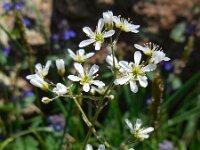 Eremogone blepharophylla 1, Saxifraga-Ed Stikvoort