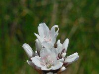 Eremogone dianthoides 1, Saxifraga-Ed Stikvoort