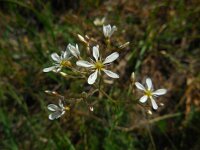 Eremogone gypsophiloides