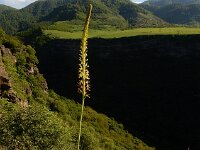 Eremurus spectabilis 6, Saxifraga-Ed Stikvoort : Dilijan - Vanadzor - Margahovit - Haghpat s9900