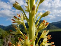 Eremurus spectabilis 7, Saxifraga-Ed Stikvoort : Dilijan - Vanadzor - Margahovit - Haghpat s9900