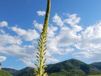 Eremurus spectabilis 8, Saxifraga-Ed Stikvoort : Dilijan - Vanadzor - Margahovit - Haghpat s9900