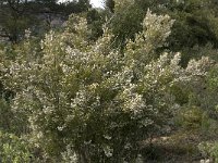 Erica arborea 2, Saxifraga-Jan van der Straaten