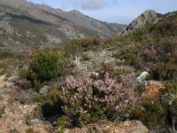 Erica australis 1, Saxifraga-Dirk Hilbers
