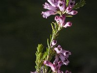 Erica australis 10, Saxifraga-Willem van Kruijsbergen