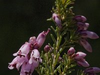 Erica australis 12, Saxifraga-Willem van Kruijsbergen