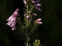 Erica australis 15, Saxifraga-Jan van der Straaten