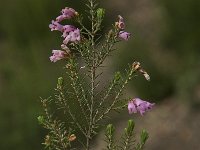 Erica australis 16, Saxifraga-Jan van der Straaten
