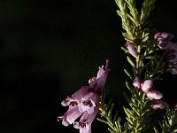 Erica australis 3, Saxifraga-Jan van der Straaten