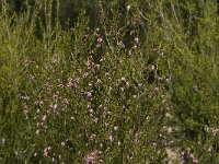Erica australis 4, Saxifraga-Jan van der Straaten