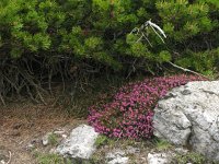 Erica carnea 3, Saxifraga-Harry van Oosterhout : Zwitserland, alpenflora, bloem, flora, wilde plant, hei, naaldbomen
