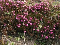 Erica carnea 4, Saxifraga-Harry van Oosterhout : Zwitserland, alpenflora, bloem, flora, wilde plant, hei