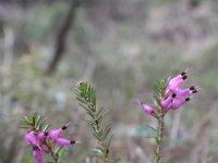 Erica herbacea 2, Sneeuwhei, Saxifraga-Jeroen Willemsen