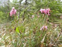 Erica herbacea 3, Sneeuwhei, Saxifraga-Rutger Barendse