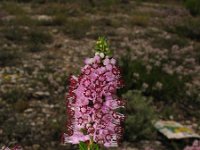 Erica multiflora 3, Saxifraga-Jasenka Topic