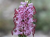 Erica multiflora 5, Saxifraga-Jasenka Topic