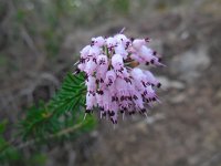 Erica multiflora 8, Saxifraga-Ed Stikvoort